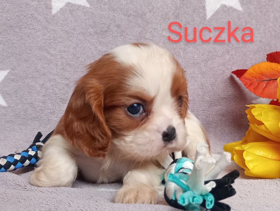 Cavalier kinng spaniel chlopak