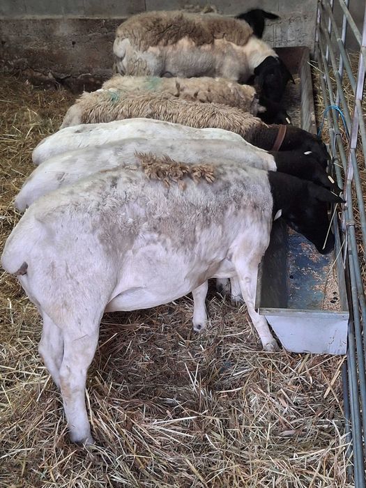 Ovinos das Raças,  Berouchon du Cher, e Dorper Branco