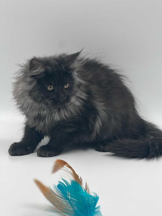 Мейн-кун хлопчик на ім"я Ангелос окрас Чорний дим