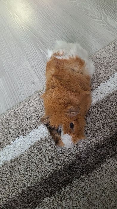 Віддамо у хороші і надійні руки морська свинка разом з кліткою