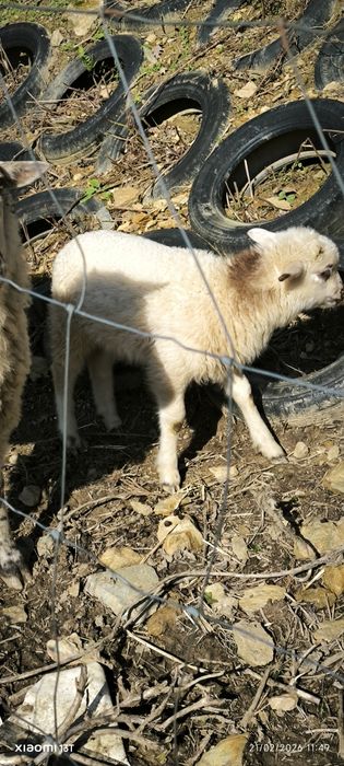 Carneiro com dois meses