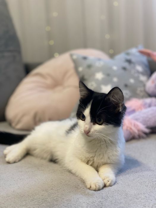 Кошеня в добрі руки