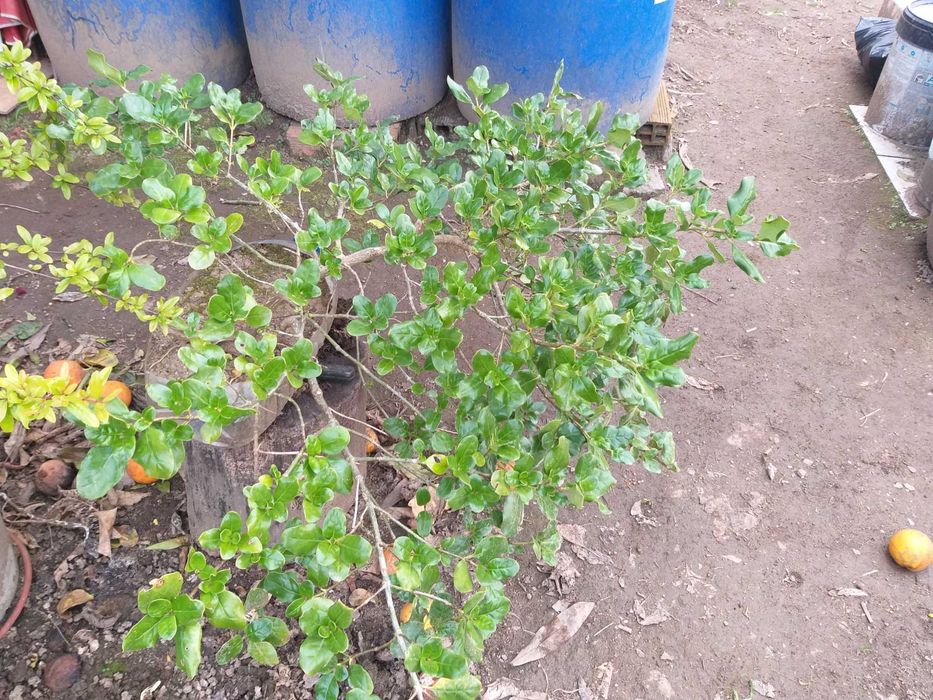 Planta espelho (Corposma repens)