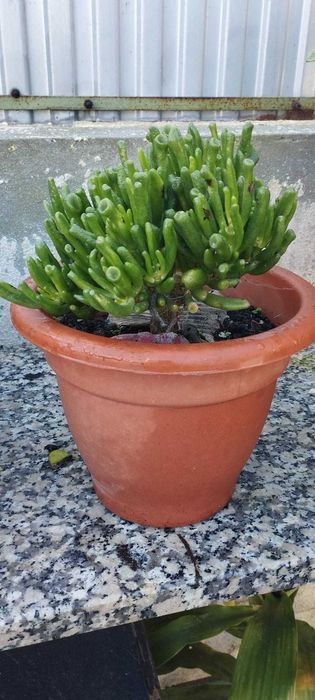 Suculenta orelha do sherek