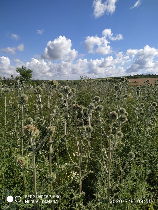 Продам мед , мёд... ЕКО