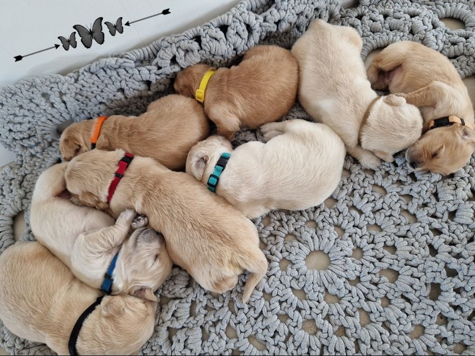 Golden Retriever  szczeniaki Złote / Ciemno Złote