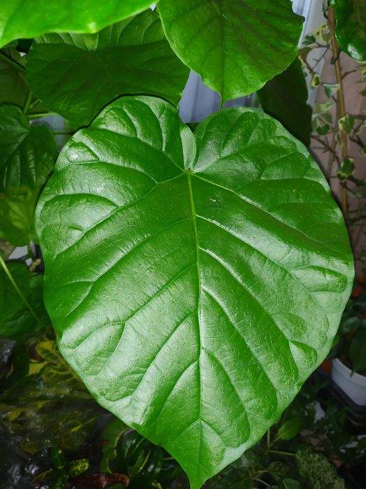 Фікус зонтичний (Ficus umbellata)
