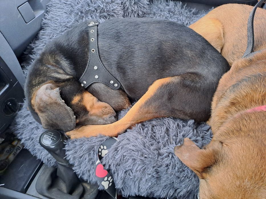 Suczka Tolka.po sterylizacji