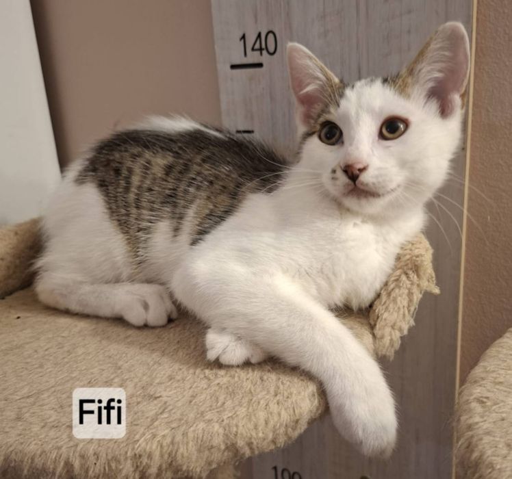 Kocurek 5 miesięczny do adopcji