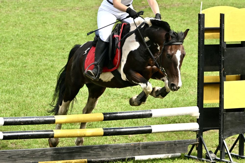 Sportowy kuc do skoków