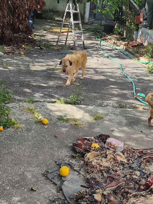 Para adoção responsável e amor por animais