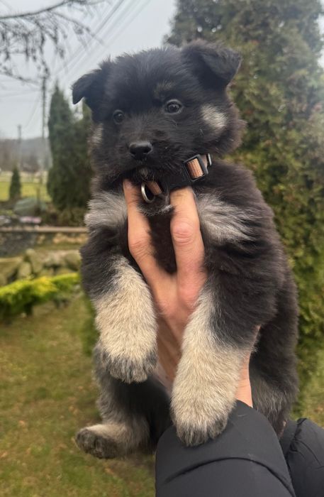 Цуценята в добрі руки