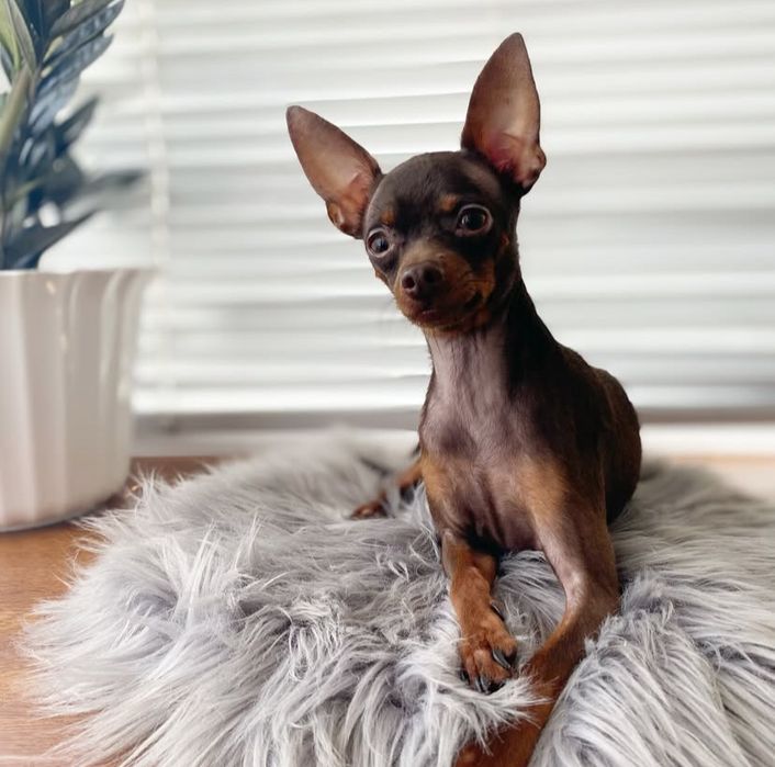 Маленький охранник той терьер