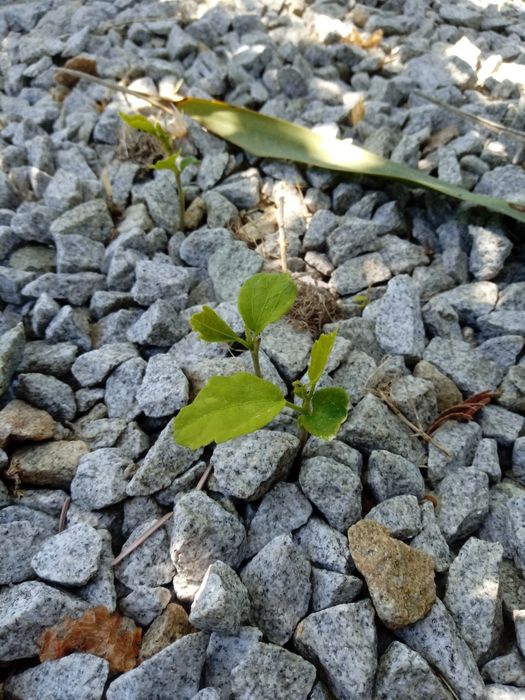 Sadzonki hibiskusa (małe)