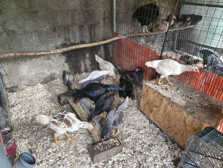 Galinhas de várias Raças