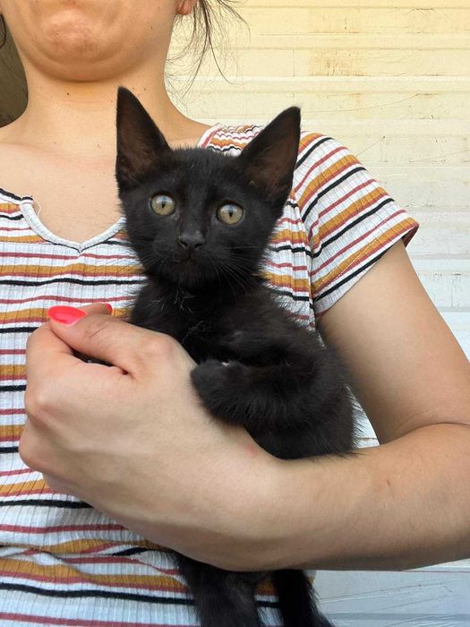 Baguera - Gatinha para adopção responsável