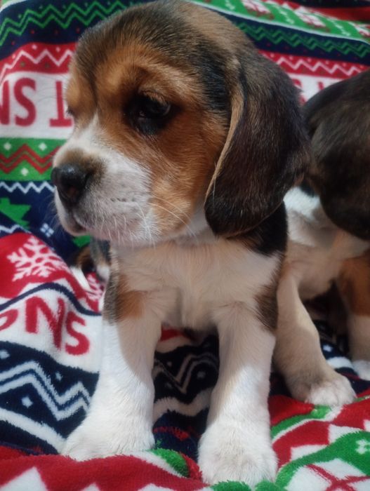 Piękna suczka Beagle