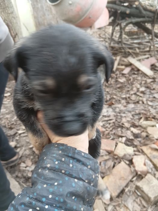 Отдам щенков  в добрые руки