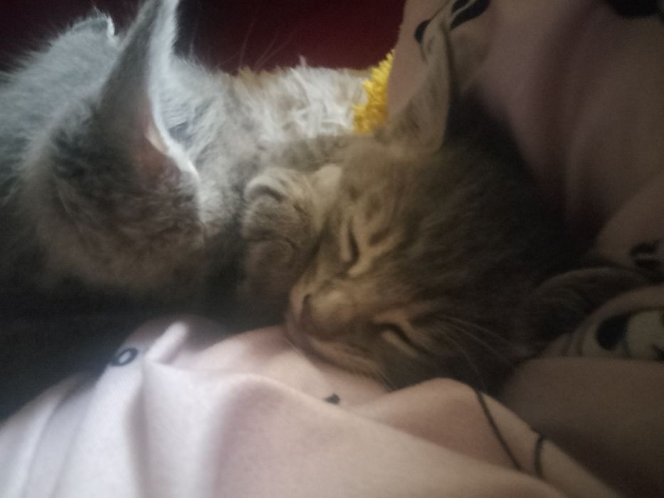Продам сіамське кошеня 1,2 місяця