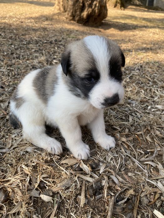 Lindo Cão de Gado Trasmontano