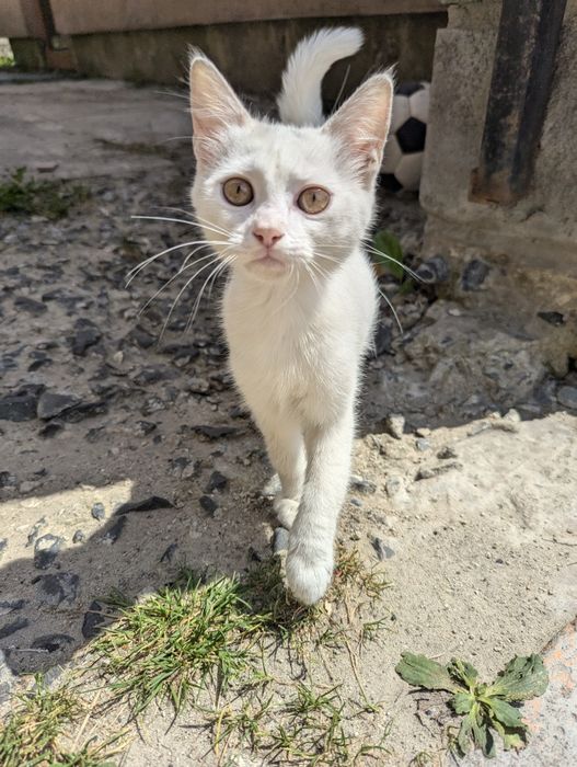 Відаю двох котиків хлопчик та дівчинка