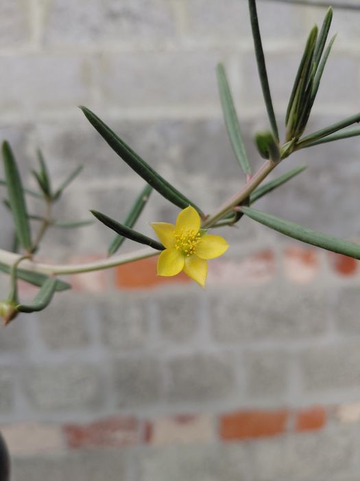 Насіння Talinum Caffrum