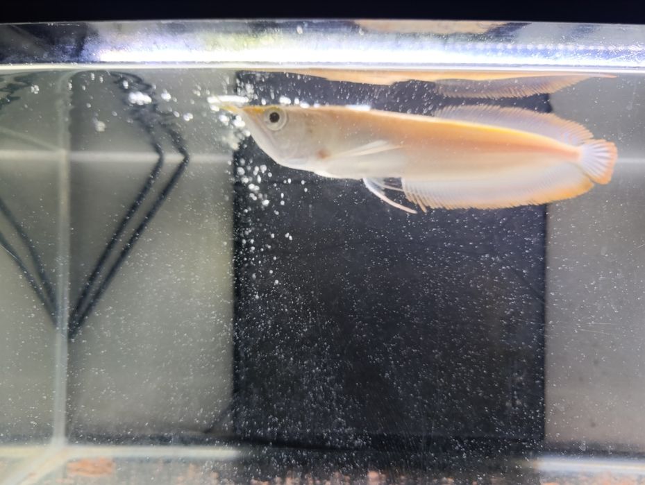 Arowana albina  perfeita