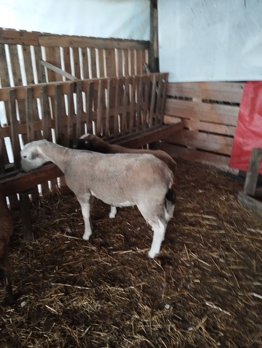 Tenho para venda cabras e ovelhas
