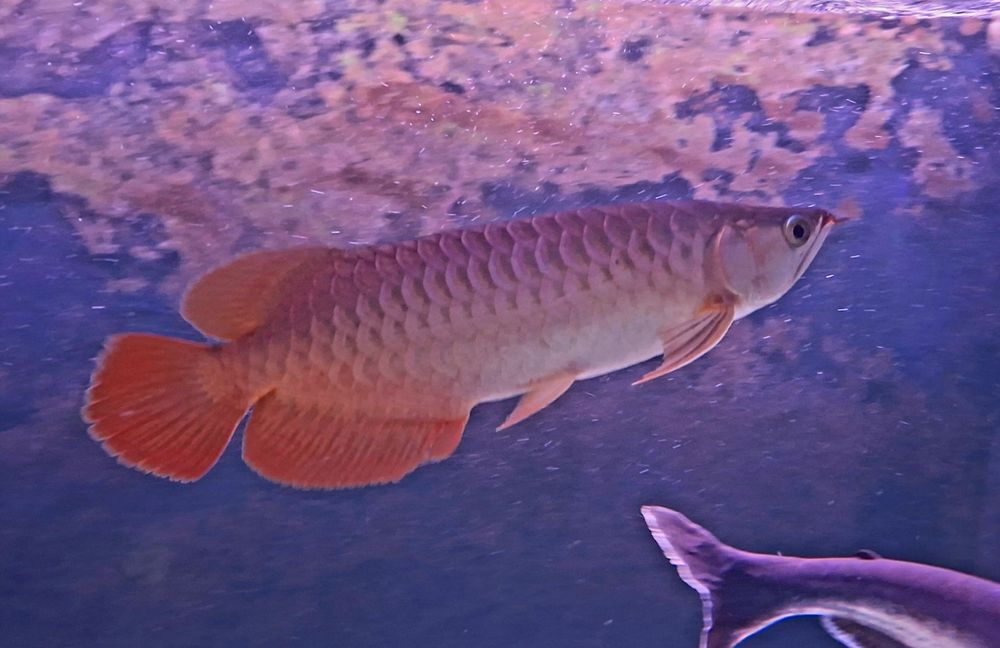 Arowana Super Red 40cm