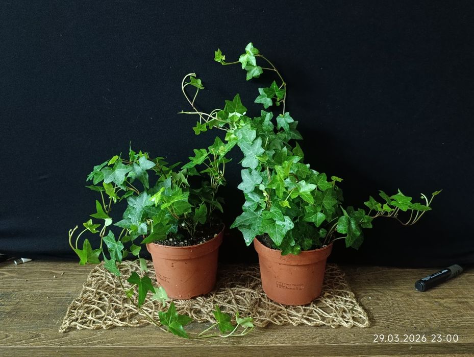 хедера-плющ кімнатний.