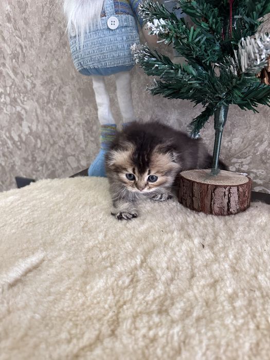 Шотландські кошенята