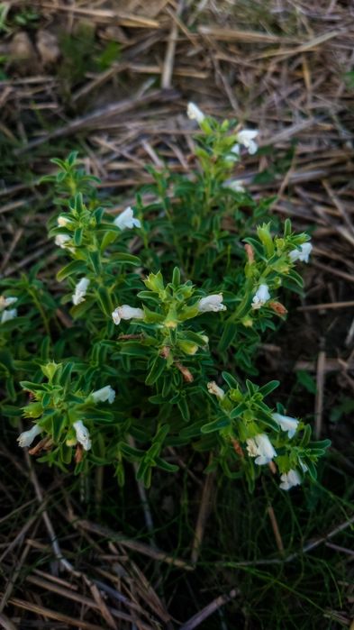 Семена лекарственных растений, Насіння лікарських трав