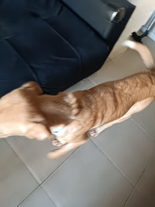 Cão raçado de golden