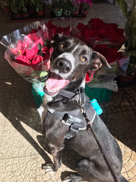 Cão para adoção com máxima urgência