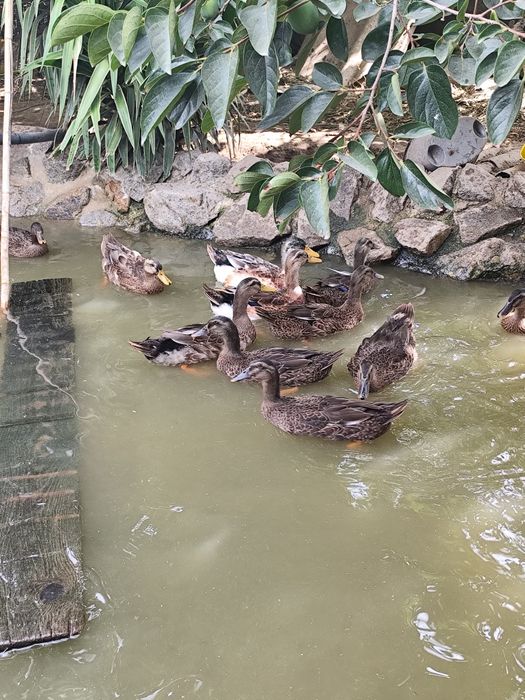 Vendo casais de patos Rouen