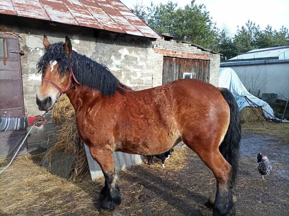 Klacz zimnokrwista źrebna