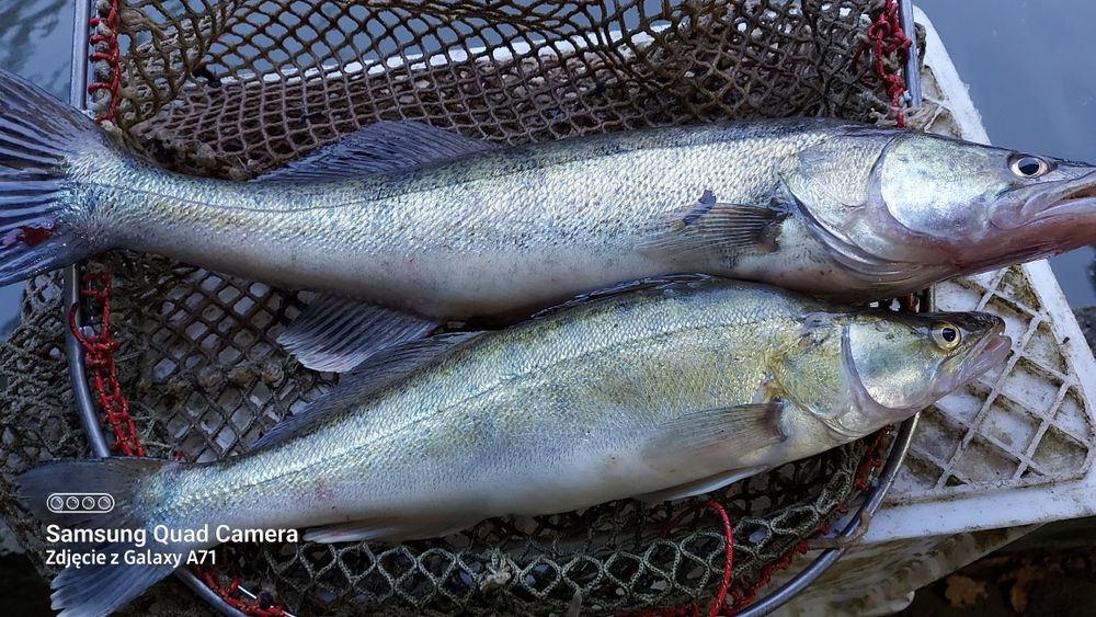 Świeży Sandacz prosto z wody.