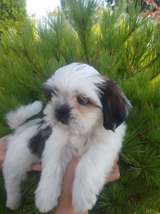 Хлопчик Ши-тцу. Гарний хлопчик без вад.
