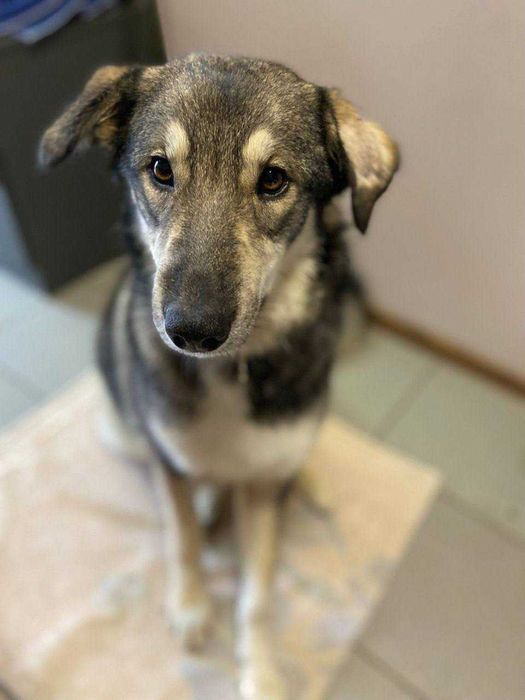 Віддаємо собаку Лайку дівчинка 1,5 років. Не на ціпок