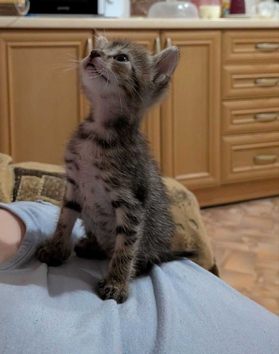 Отдам котенка бесплатно. Малыш ищет дом, Каменское