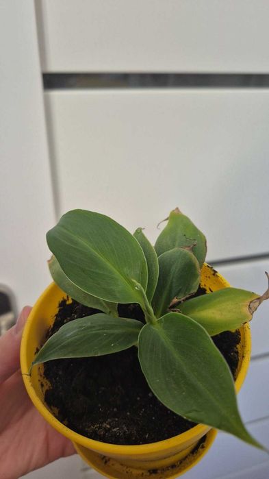 Kwiatki bananowca