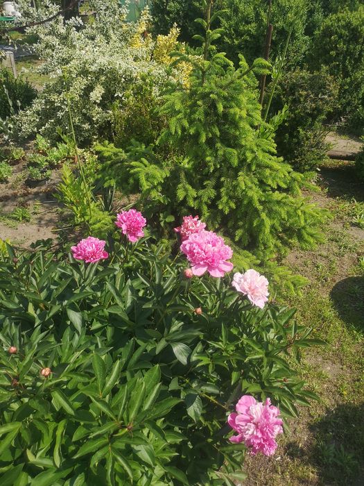 Bukszpany : sadzonki formowane w kule, stożki.