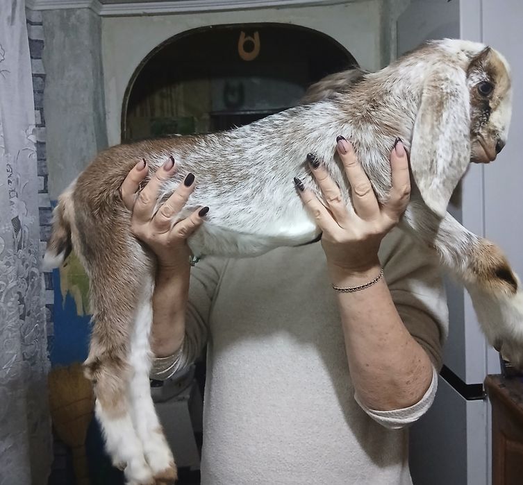 Козы.козлята козлы Камори