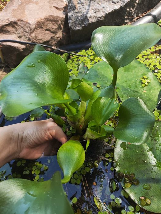 Водні плаваючі  рослини Сальвінія та гіацинт для акваріума та ставка