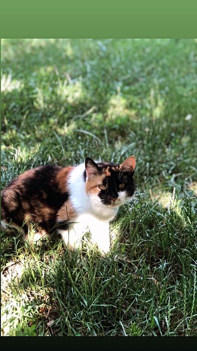 Отдам кошку трехцветку, стерилизована,  5 лет