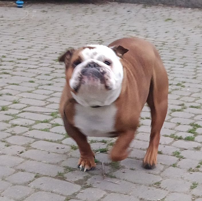 Niunia buldog angielski  za darmo