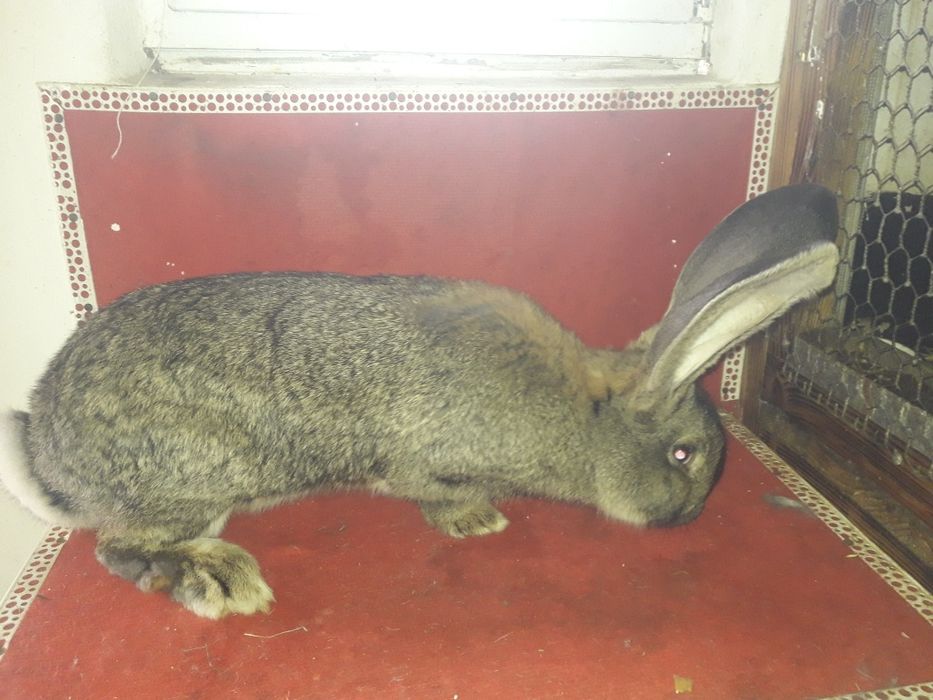 Кролі фландр різен