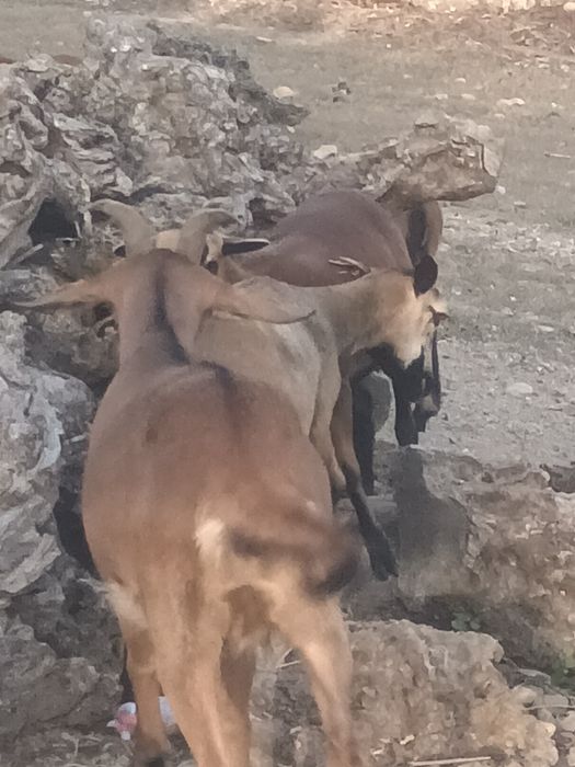Para venda mulfão ovelhas