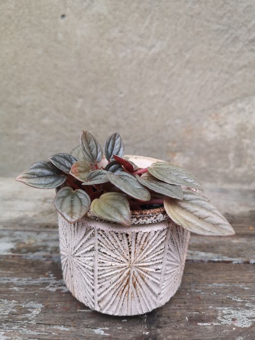 Peperomia w osłonkach