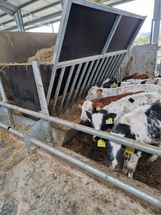 Paśnik dla Bydła/Solidna/Duży 8500 netto